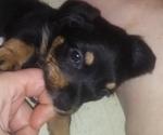 Small #2 Chiweenie-Yorkshire Terrier Mix