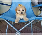 Small Photo #1 Maltipoo Puppy For Sale in SANTA CLARITA, CA, USA