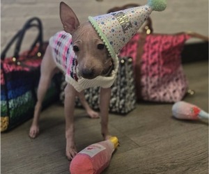 Father of the Miniature American Hairless Terrier puppies born on 05/28/2026