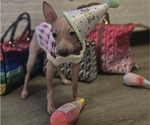 Small Photo #1 Miniature American Hairless Terrier Puppy For Sale in MEDFORD, MA, USA