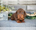 Small Photo #7 Dachshund Puppy For Sale in TOPEKA, IN, USA