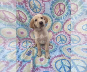 Labrenees Dogs for adoption in New London, WI, USA