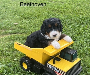 Bernedoodle (Miniature) Puppy for sale in LAKE ORION, MI, USA