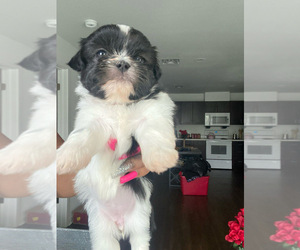 Shih Tzu Puppy for sale in INDIANAPOLIS, IN, USA