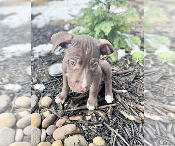 Medium Photo #4 Mutt Puppy For Sale in Mooresville, NC, USA