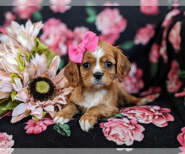 Medium Photo #6 Cavalier King Charles Spaniel Puppy For Sale in CHRISTIANA, PA, USA