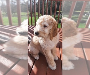 Labradoodle Puppy for sale in ENUMCLAW, WA, USA