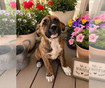 Small #3 Plott Hound Mix