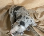 Small Photo #1 Olde English Bulldogge Puppy For Sale in CHETEK, WI, USA