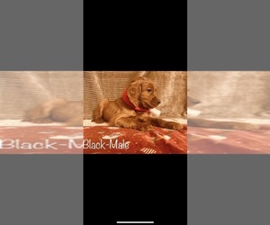 Irish Setter Puppy for sale in GLEN MARY, TN, USA