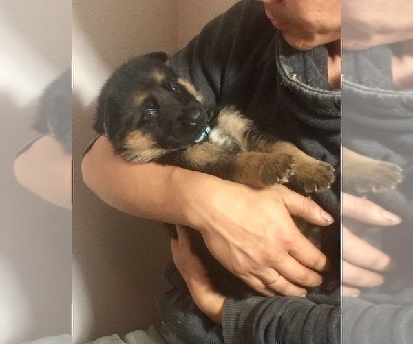 Medium Photo #8 German Shepherd Dog Puppy For Sale in HOUSTON, TX, USA