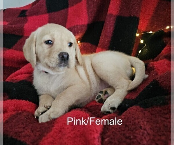 Medium Photo #19 Labrador Retriever Puppy For Sale in GABLE, SC, USA