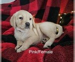 Small #18 Labrador Retriever