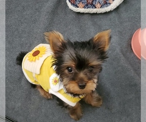 Yorkshire Terrier Puppy for sale in SPFD, OR, USA