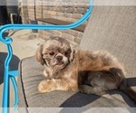 Small Photo #1 Shih Tzu Puppy For Sale in CARLYLE, IL, USA