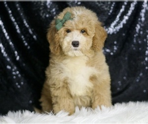 Goldendoodle (Miniature) Puppy for sale in WARSAW, IN, USA