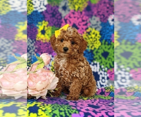 Medium Photo #1 Poodle (Miniature) Puppy For Sale in CHRISTIANA, PA, USA