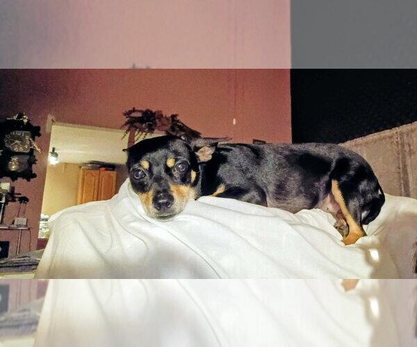 Medium Photo #4 Chihuahua-Unknown Mix Puppy For Sale in Abbeville, LA, USA