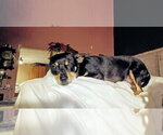 Small #3 Chihuahua Mix