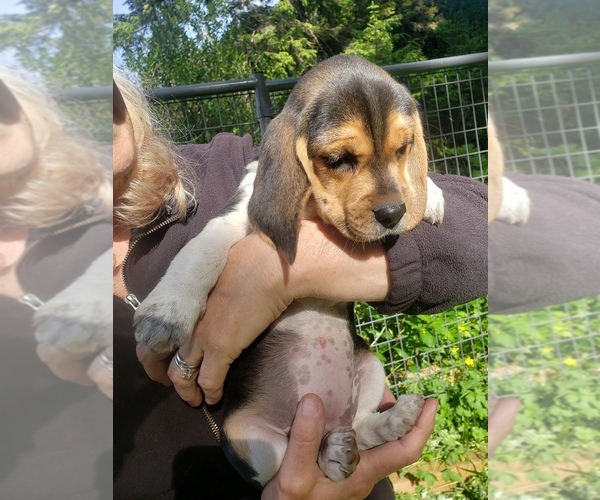 Medium Photo #5 Beagle Puppy For Sale in COOS BAY, OR, USA