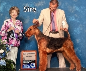 Father of the Airedale Terrier puppies born on 05/14/2025