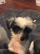 Small #3 Chinese Crested