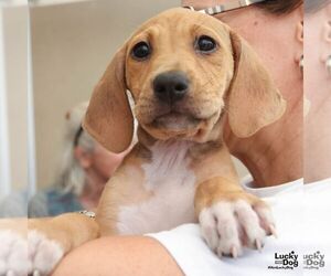 Retriever -Unknown Mix Dogs for adoption in Washington, DC, USA