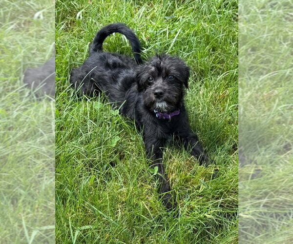 Medium Photo #6 Pug-Unknown Mix Puppy For Sale in Portland, IN, USA