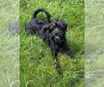 Small #5 Pug Mix
