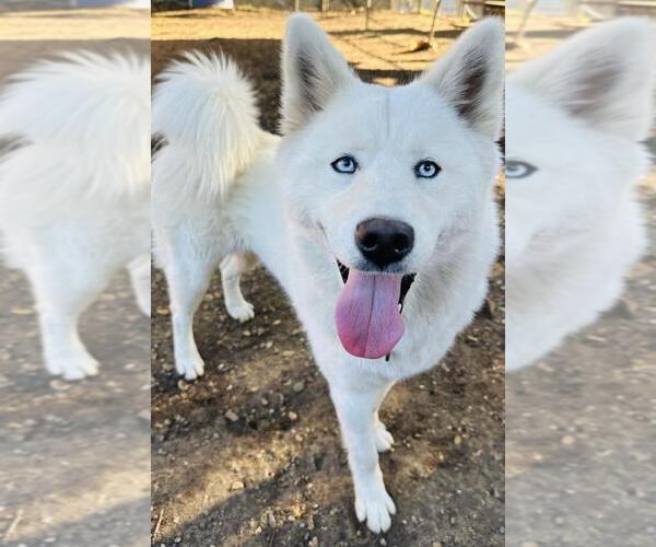 Medium Photo #3 Siberian Husky Puppy For Sale in Santa Barbara, CA, USA