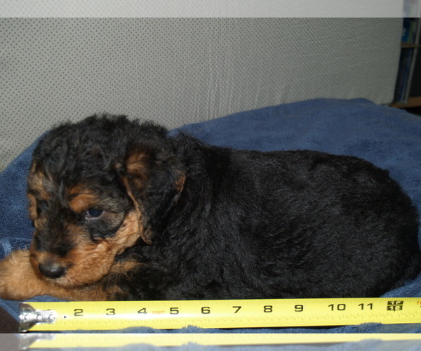 Medium Photo #1 Airedale Terrier Puppy For Sale in CHARLESTOWN, IN, USA