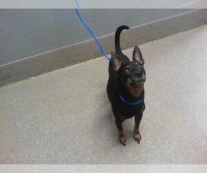 Chihuahua-Unknown Mix Dogs for adoption in Las Vegas, NV, USA