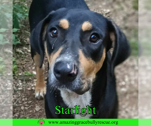 Medium Photo #1 Coonhound-Unknown Mix Puppy For Sale in Pensacola, FL, USA