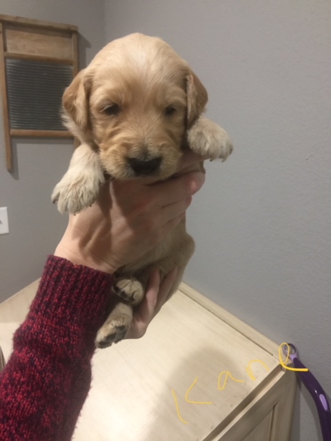 Medium Photo #1 Goldendoodle-Unknown Mix Puppy For Sale in WEST FORK, AR, USA