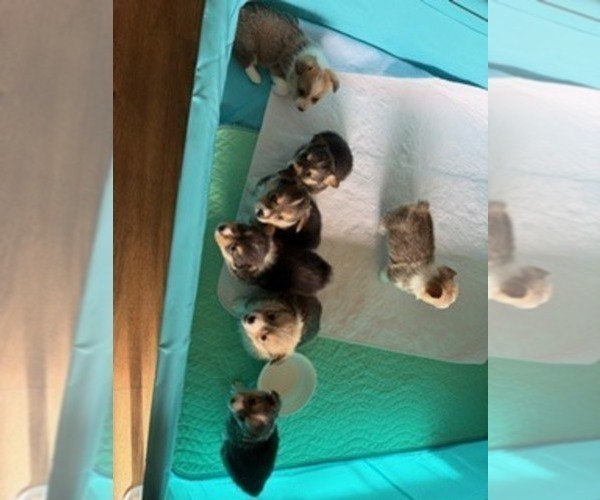 Medium Photo #1 Pembroke Welsh Corgi Puppy For Sale in GREELEY, CO, USA