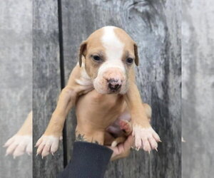 American Pit Bull Terrier-Catahoula Leopard Dog Mix Dogs for adoption in Frankenmuth, MI, USA