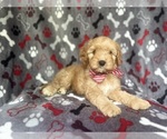 Small #6 Cavapoo