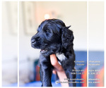 Small Photo #15 F2 Aussiedoodle-Irish Doodle Mix Puppy For Sale in SACRAMENTO, CA, USA