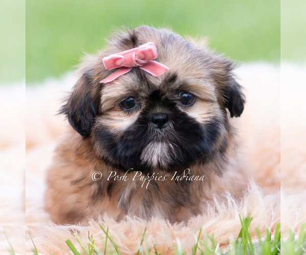 Medium Photo #1 Shih Tzu Puppy For Sale in WARSAW, IN, USA