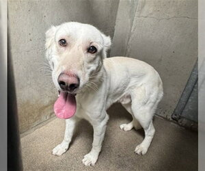 Labrador Retriever-Unknown Mix Dogs for adoption in San Bernardino, CA, USA