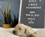 Small Photo #5 Goldendoodle Puppy For Sale in BROOKER, FL, USA