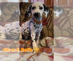 Small Photo #1 Dalmatian Puppy For Sale in DURHAM, NC, USA
