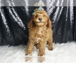 Small #5 Poodle (Miniature)