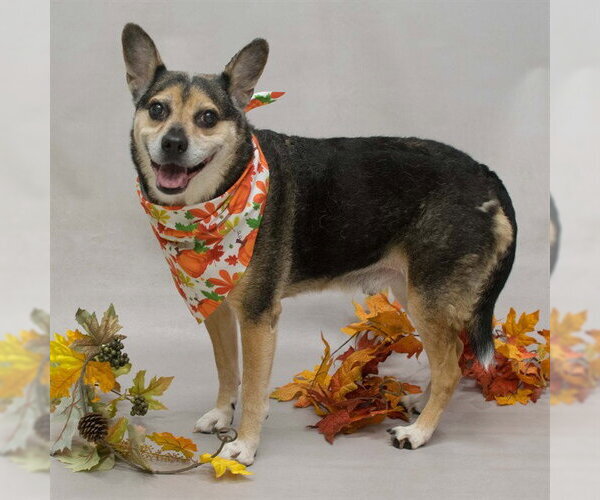 Medium Photo #1 Mutt Puppy For Sale in Sanford, FL, USA