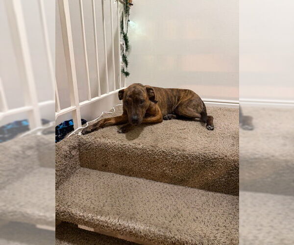 Medium Photo #11 Boxweiler Puppy For Sale in Salt Lake City, UT, USA