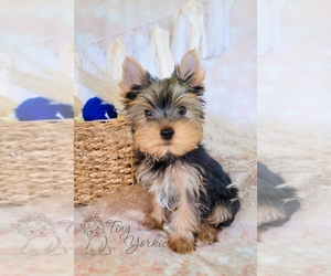 Yorkshire Terrier Puppy for sale in ORCHARDS, WA, USA