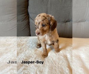 Aussiedoodle Miniature  Puppy for sale in CHAUMONT, NY, USA
