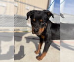 Small #2 Rottweiler