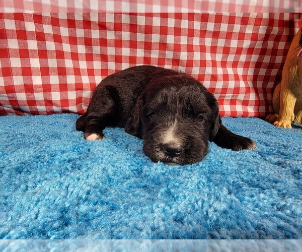 Medium Photo #34 Golden Mountain Dog Puppy For Sale in BLACK FOREST, CO, USA