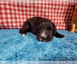Small Photo #34 Golden Mountain Dog Puppy For Sale in BLACK FOREST, CO, USA